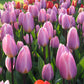 Light and Dreamy Tulip Bulbs