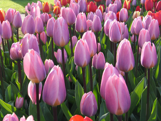 Light and Dreamy Tulip Bulbs