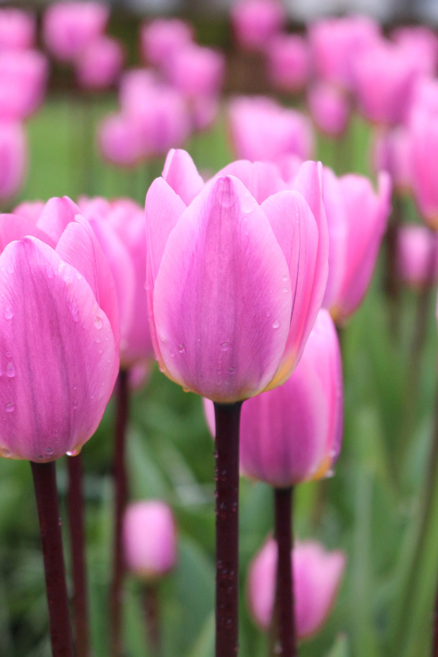 Light and Dreamy Tulip Bulbs