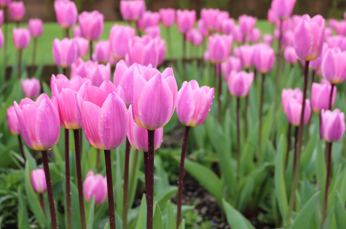 Light and Dreamy Tulip Bulbs