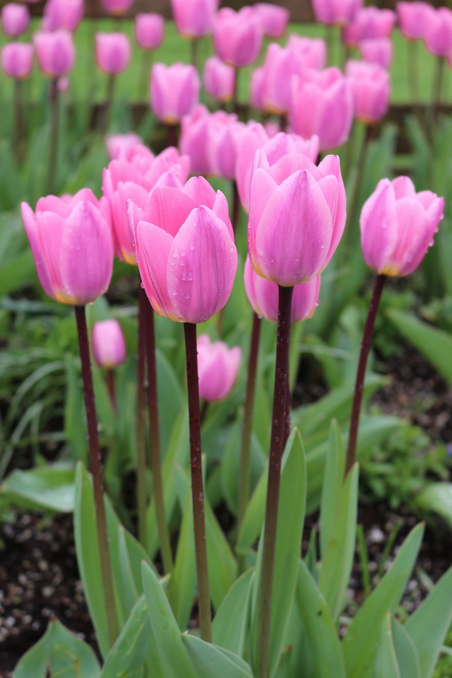 Light and Dreamy Tulip Bulbs