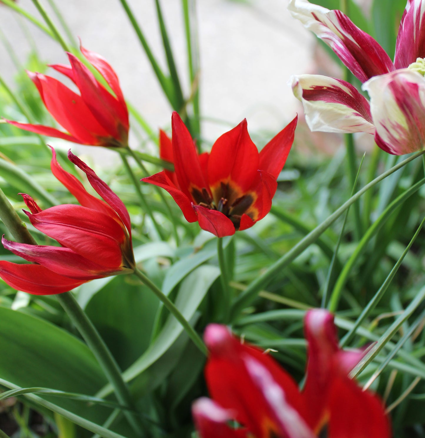 Lizzy Tulip Bulbs