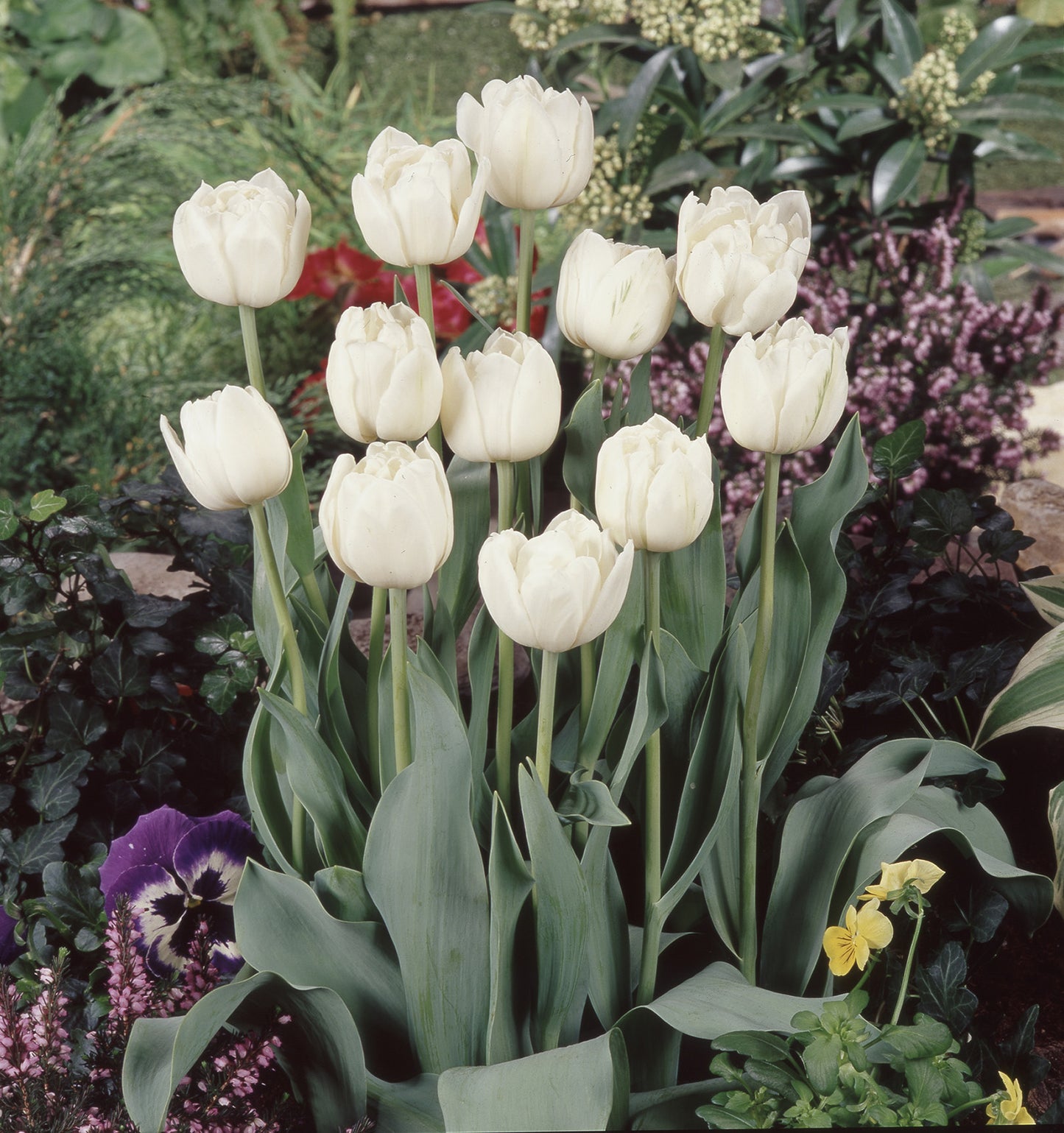 Mount Tacoma Tulip Bulbs