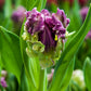 Mysterious Parrot Tulip Bulbs