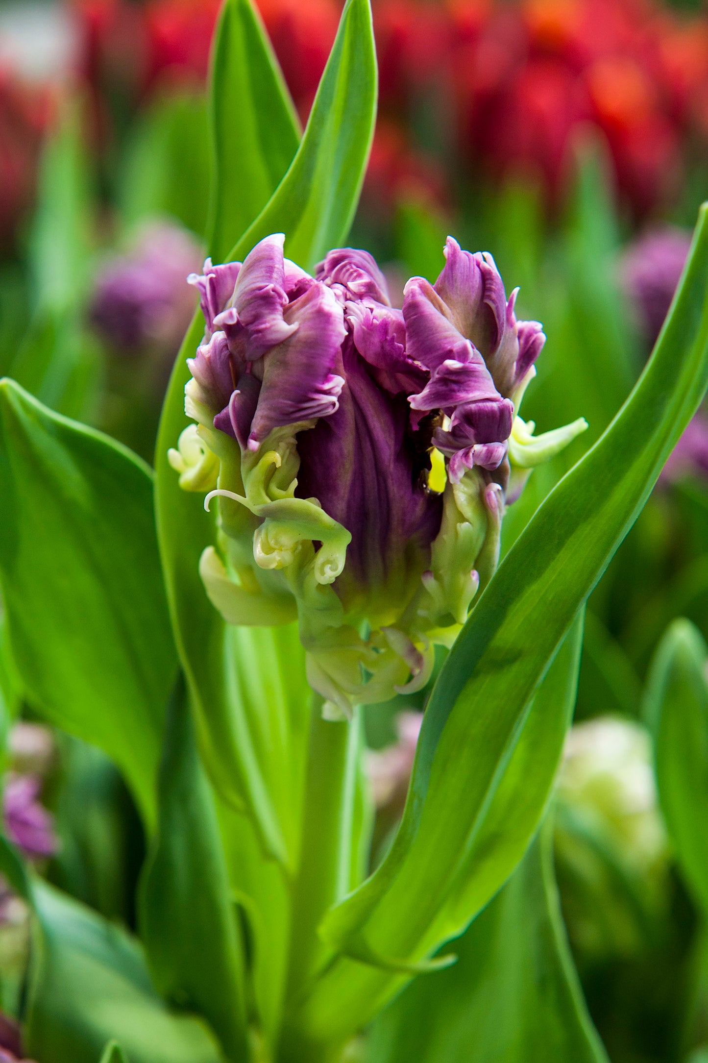 Mysterious Parrot Tulip Bulbs