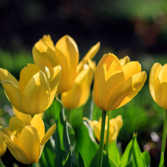 Novi Sun Tulip Bulbs