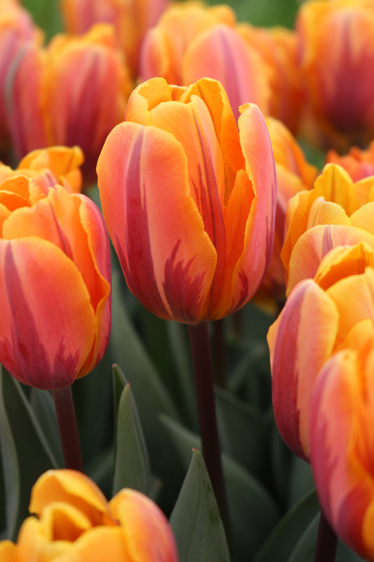 Princess Irene Tulip Bulbs