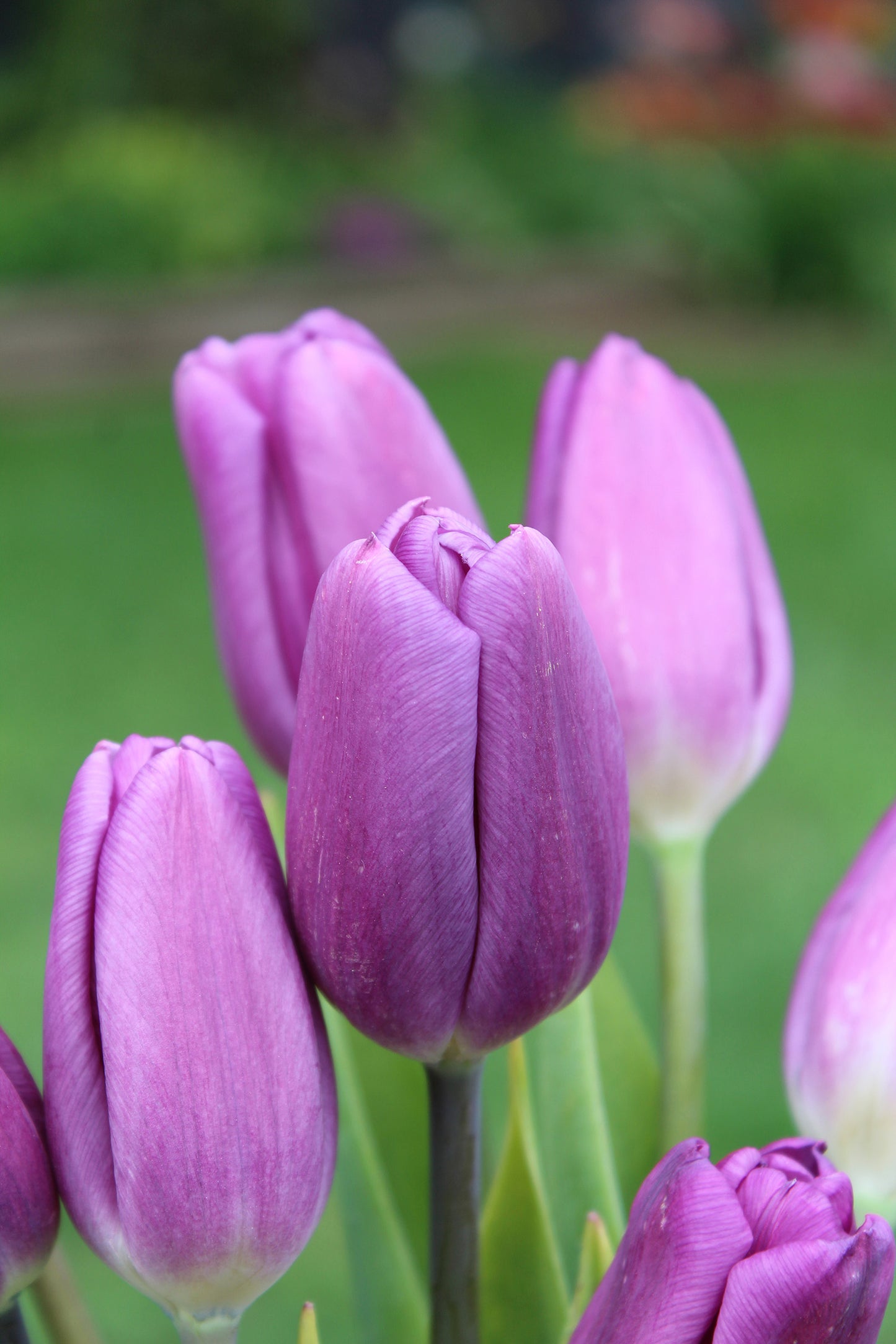 Purple Flag Tulip Bulbs