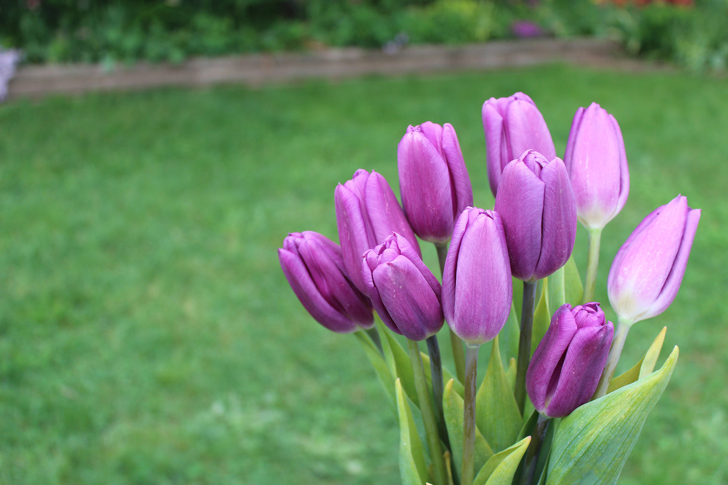 Purple Flag Tulip Bulbs