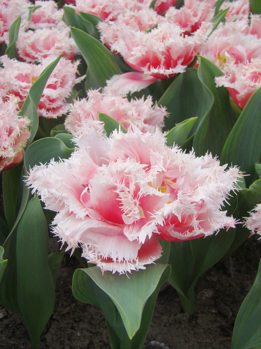 Queensland Tulip Bulbs