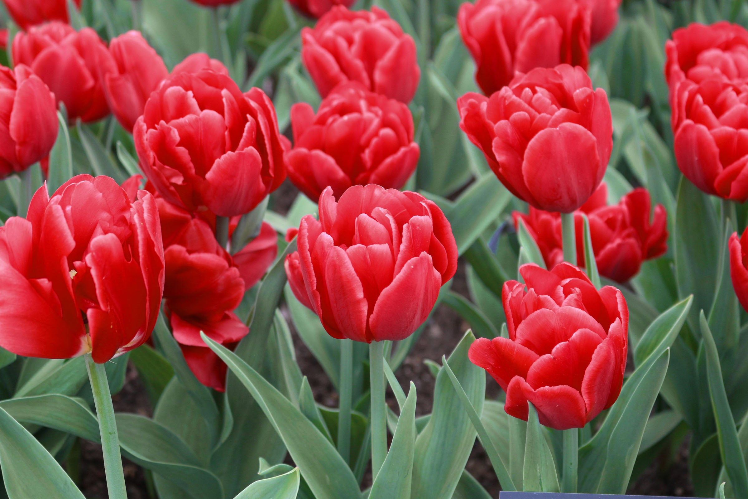 Rust Red Tulip Red Foxtrot Tulip Bulbs – EVERGREEN