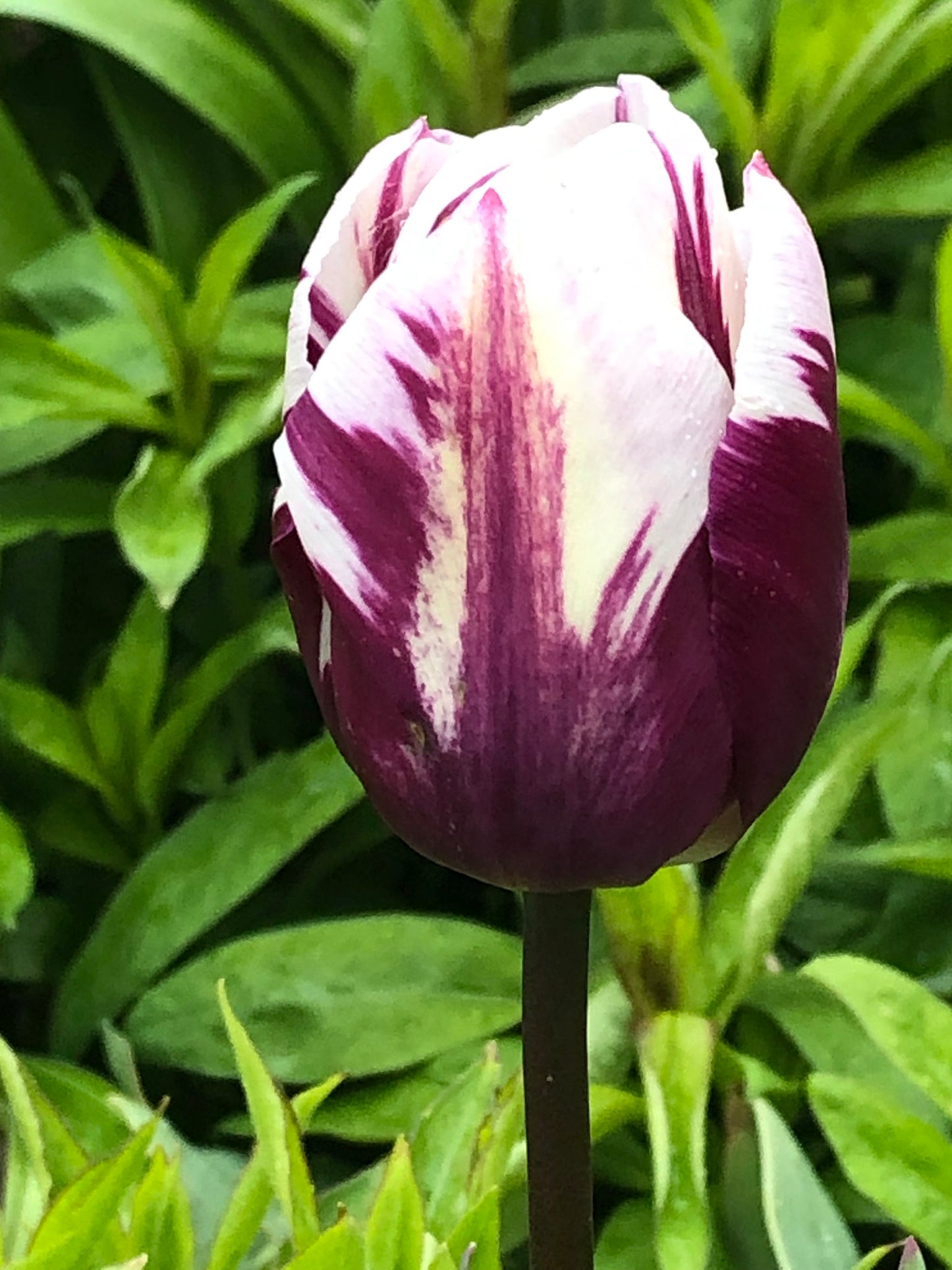 Rem’s Favourite Tulip Bulbs