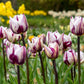 Rem’s Favourite Tulip Bulbs