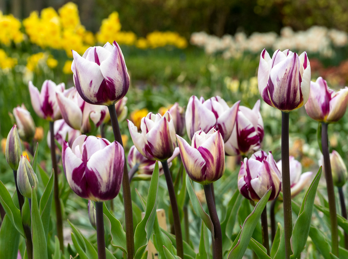 Rem’s Favourite Tulip Bulbs