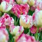 Silver Parrot Tulip Bulbs
