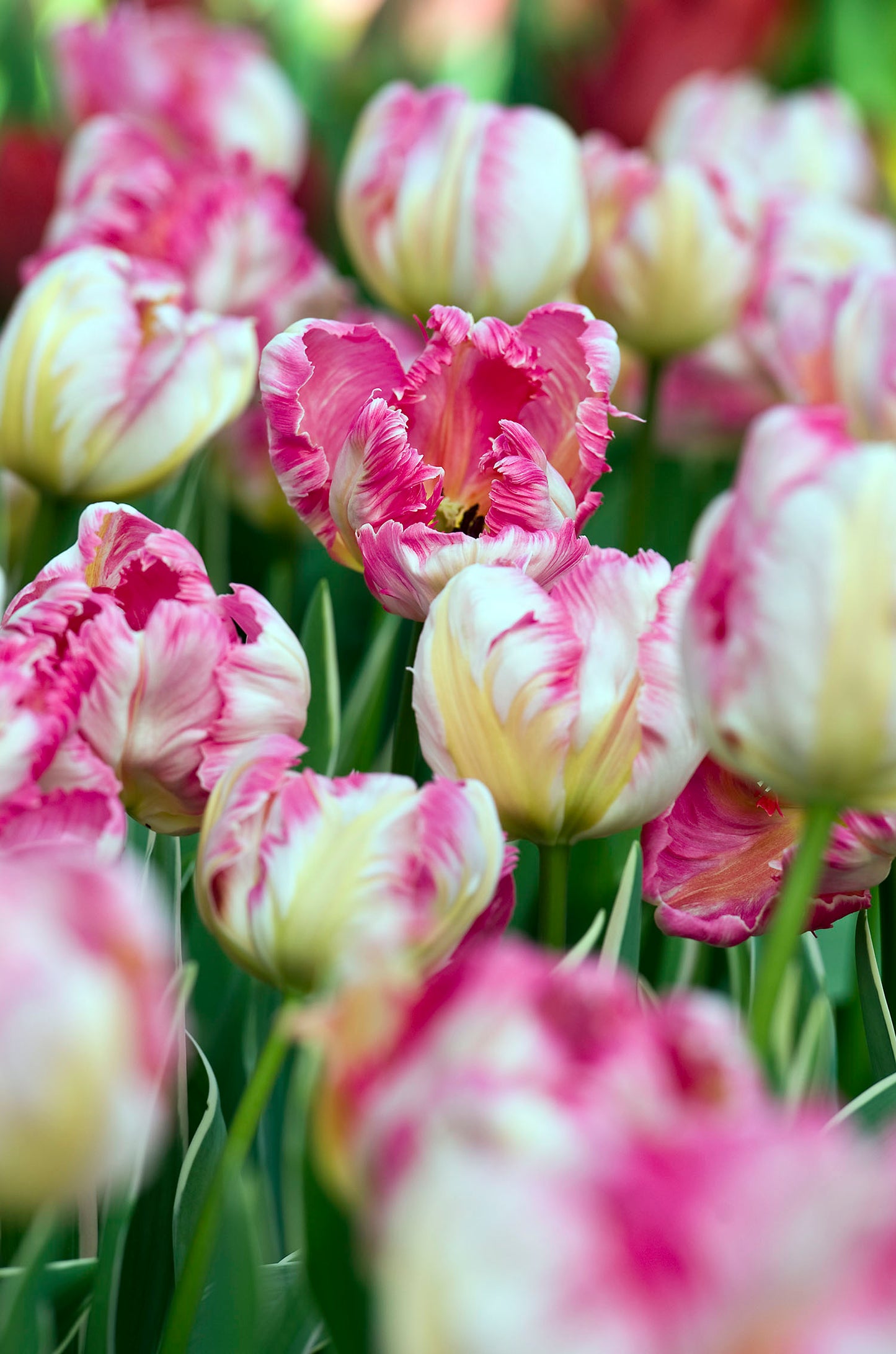 Silver Parrot Tulip Bulbs