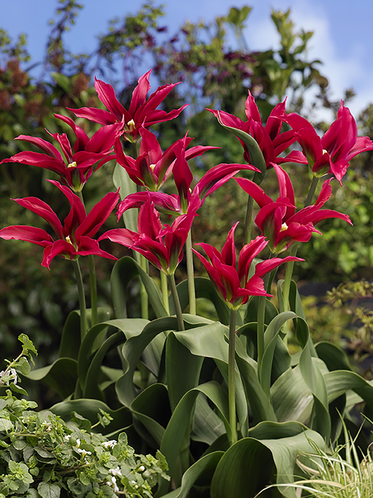 Doll Minuet Tulip Bulbs