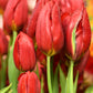 Strong Love Tulip Bulbs