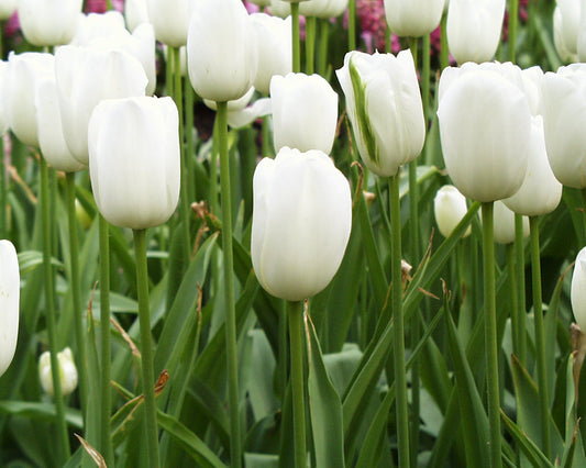 Maureen Tulip Bulbs