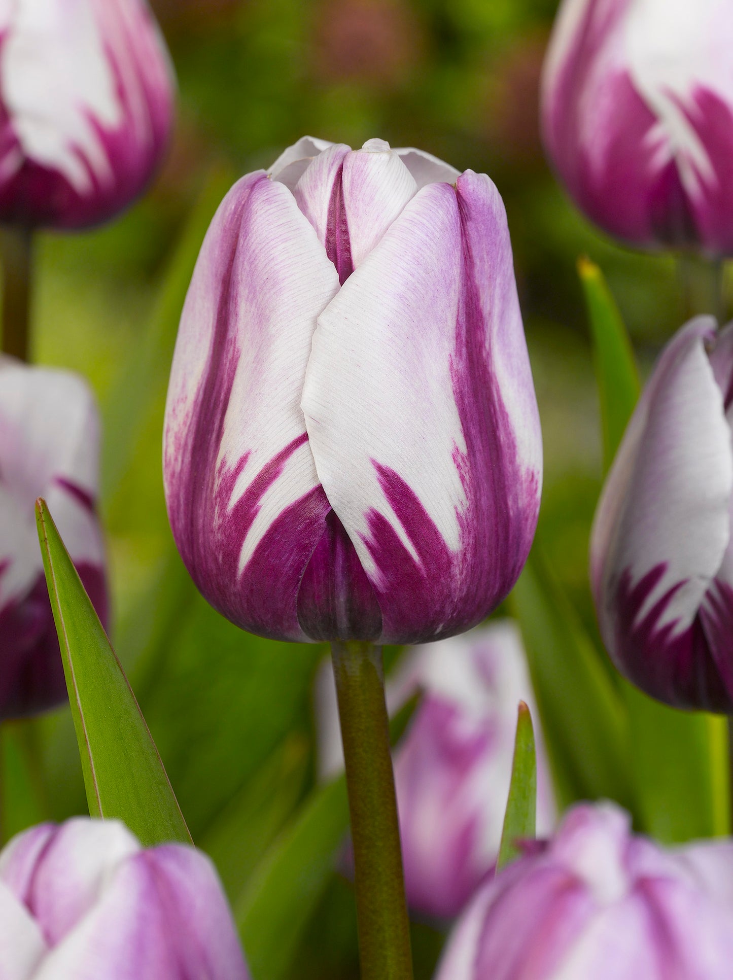 Rem’s Favourite Tulip Bulbs