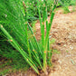UC157 F2 Asparagus Seeds online shopping