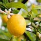 Citrus Trees - Arbres d'Agrumes