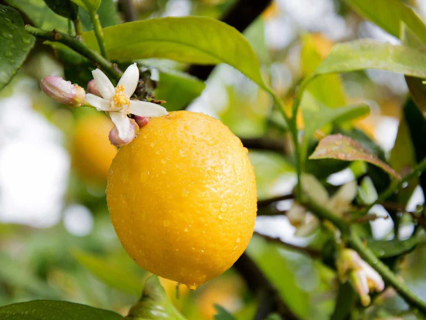 Citrus Trees - Arbres d'Agrumes