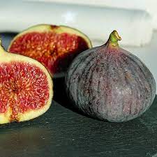 Fig Tree - Figuier