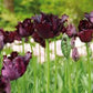 Black Parrot Tulip Bulbs