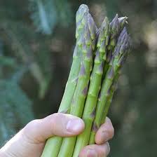 Eclipse Asparagus Plants