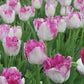 Eyelash Tulip Bulbs