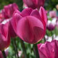 Don Quichotte Tulip Bulbs
