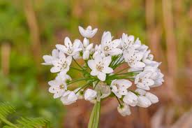 Neapolitanum Allium Bulbs