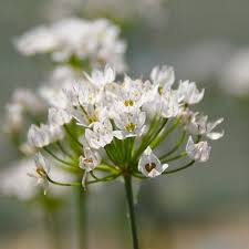 Neapolitanum Allium Bulbs