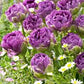 Blue Wow Tulip Bulbs