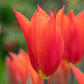 Dutch Dancer Tulip Bulbs