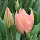 Apricona Tulip Bulbs