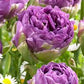 Blue Wow Tulip Bulbs