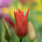 Dutch Dancer Tulip Bulbs