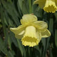 Lemon Shake Narcissus Bulbs
