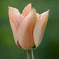 Apricona Tulip Bulbs