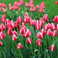 Candy Apple Tulip Bulbs