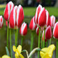 Candy Apple Tulip Bulbs