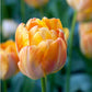 Granny Award Tulip Bulbs
