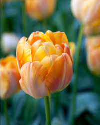 Granny Award Tulip Bulbs