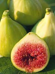 Fig Tree - Figuier