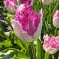 Eyelash Tulip Bulbs