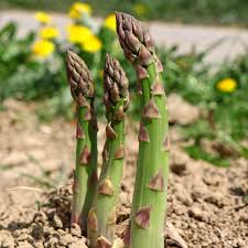 Eclipse Asparagus Plants