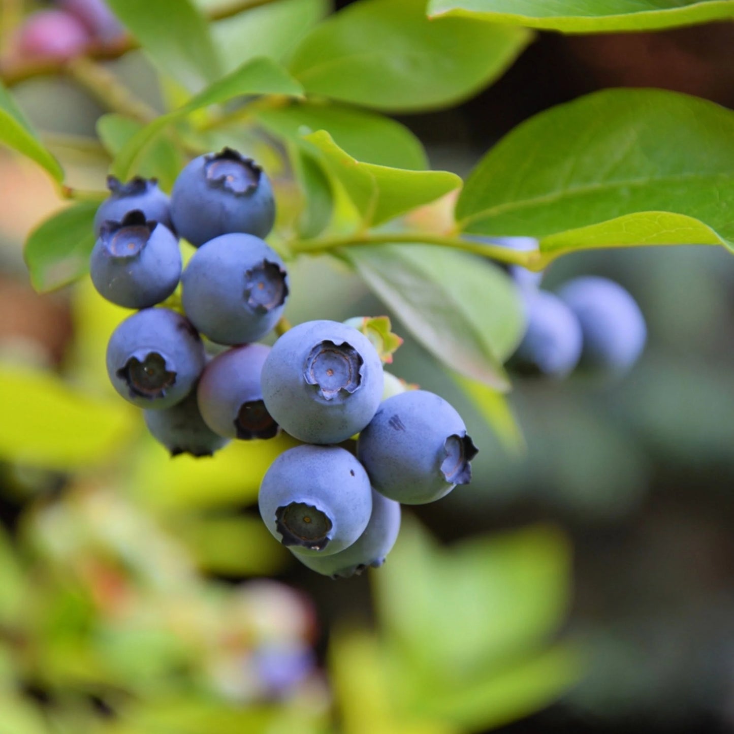 Sweetheart Early Highbush Blueberry Plant