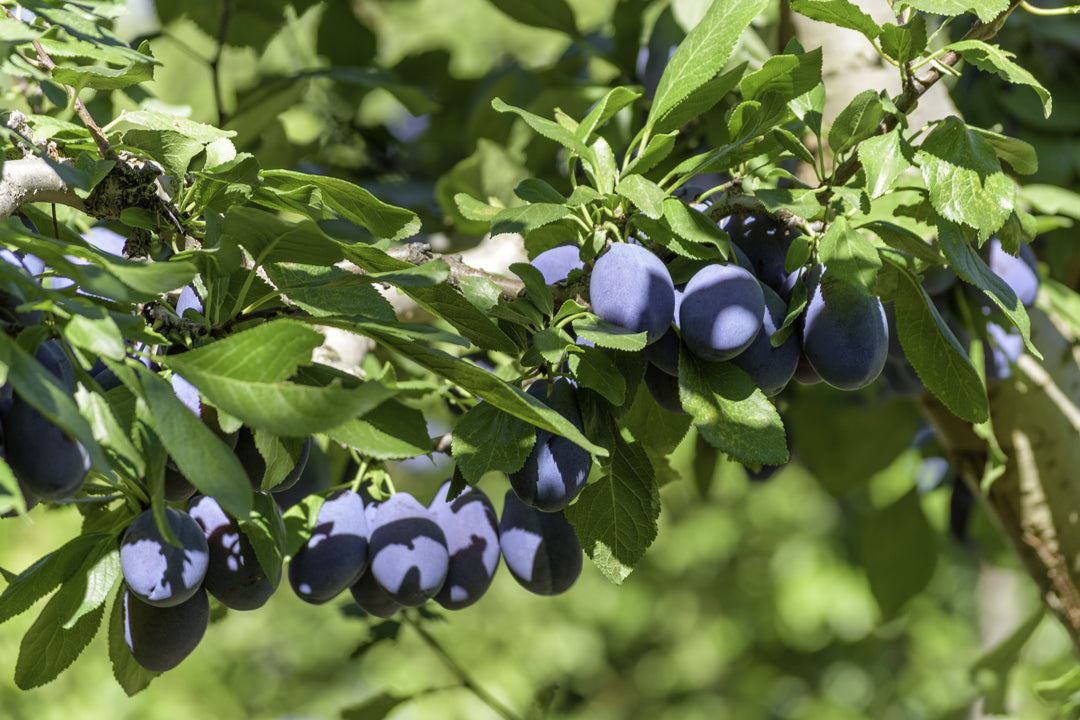 Plum Tree - Prunier